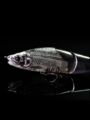 JOINTED CLAW 178【邪鮎HALF SKULL】